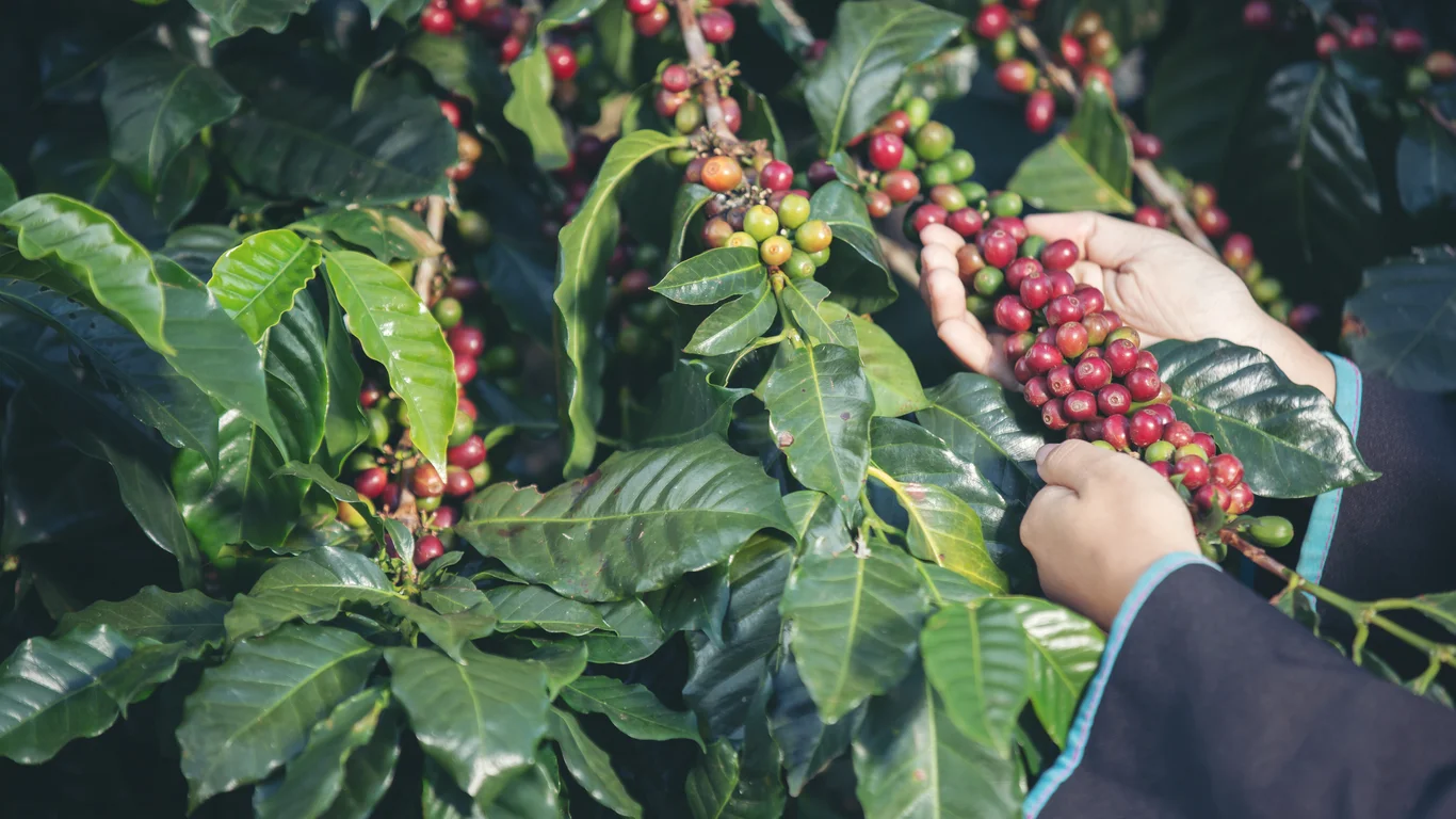 Panama specialty coffee - Akha Farmers