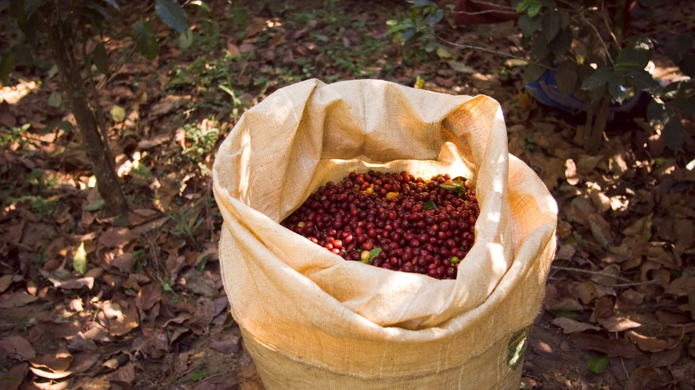 Panama specialty coffee - Closeup Shot Brown Bag With Red Coffee Beans It