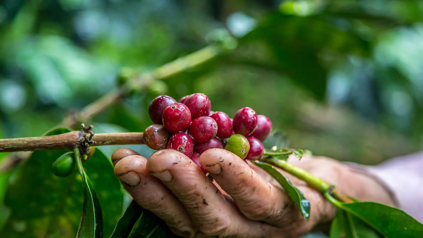 Panama specialty coffee - Closeup Shot Male Hand Picking Cherry Red Coffee Beans Tree