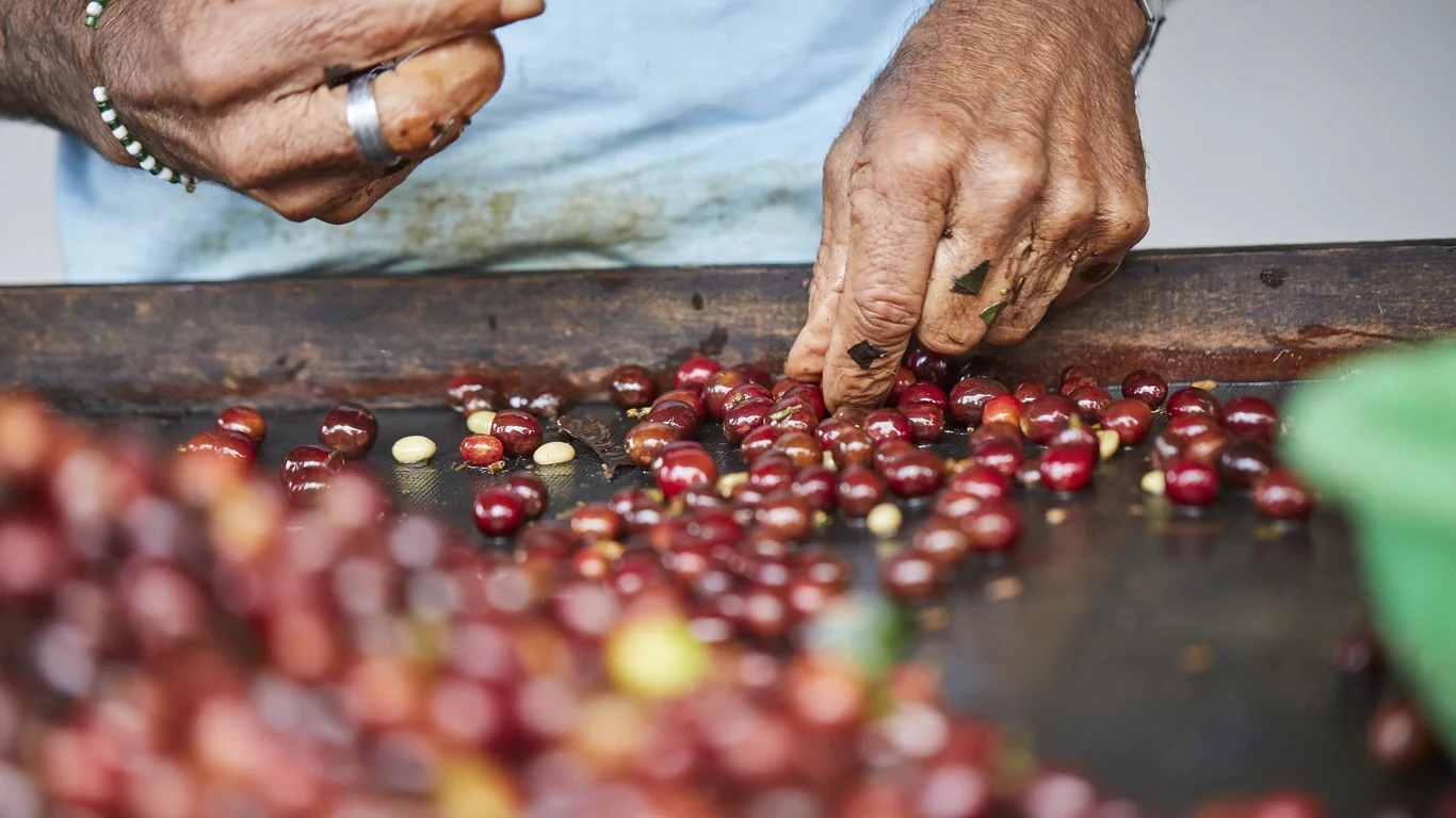 Panama specialty coffee - Closeup Shot Male Hands Sorting Harvested Coffee Fruits Before Drying