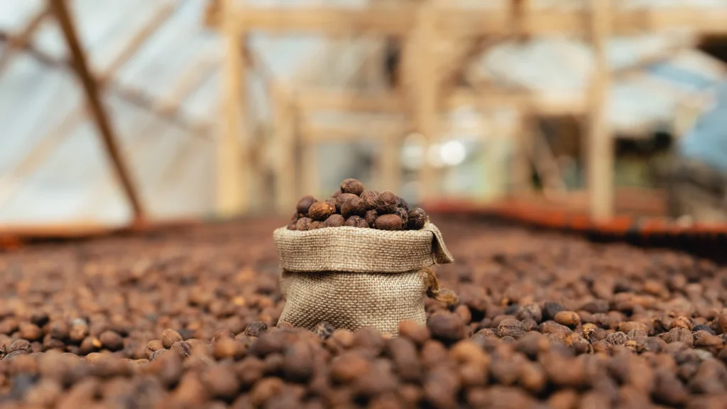 Panama specialty coffee - Coffee Beans Drying In A Burlap Sack