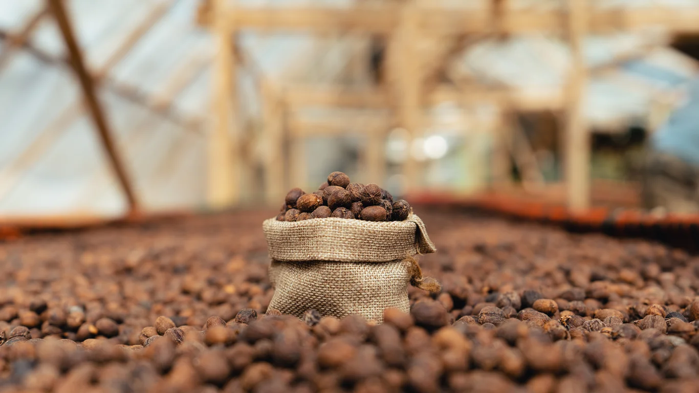 Panama specialty coffee - Coffee Beans Drying In A Burlap Sack