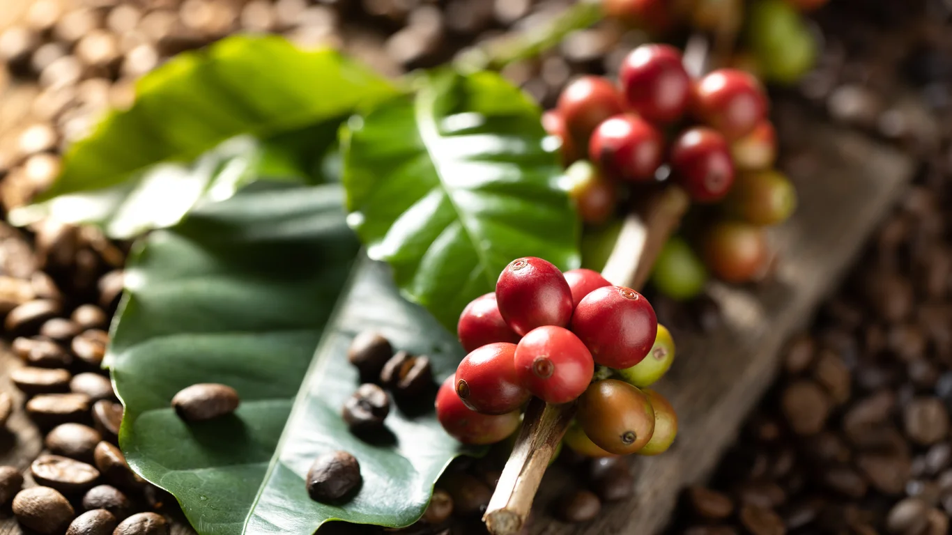 Panama specialty coffee - Coffee Beans On Coffee Green Leaves On Wooden Back