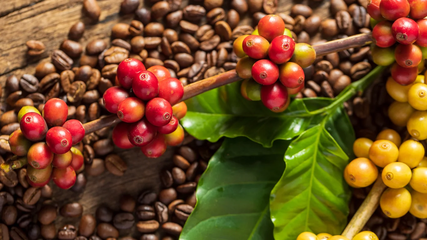 Panama specialty coffee - Coffee Beans On Coffee Green Leaves On Wooden Back