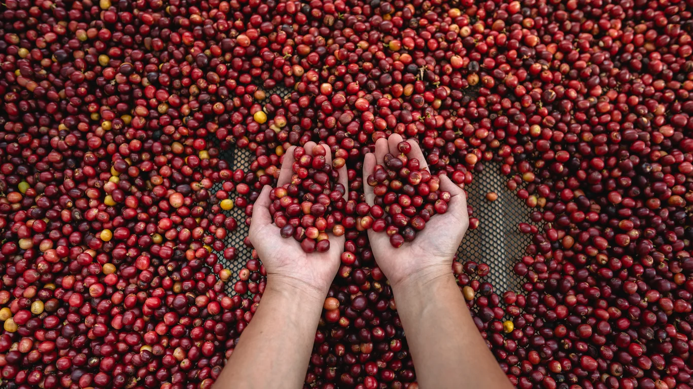 Panama specialty coffee - Coffee Cherry Beans Hand Checking Good Coffee Beans