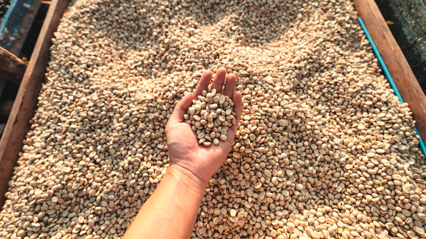 Panama specialty coffee - Dried Coffee Parchment Coffee Dry Bamboo House