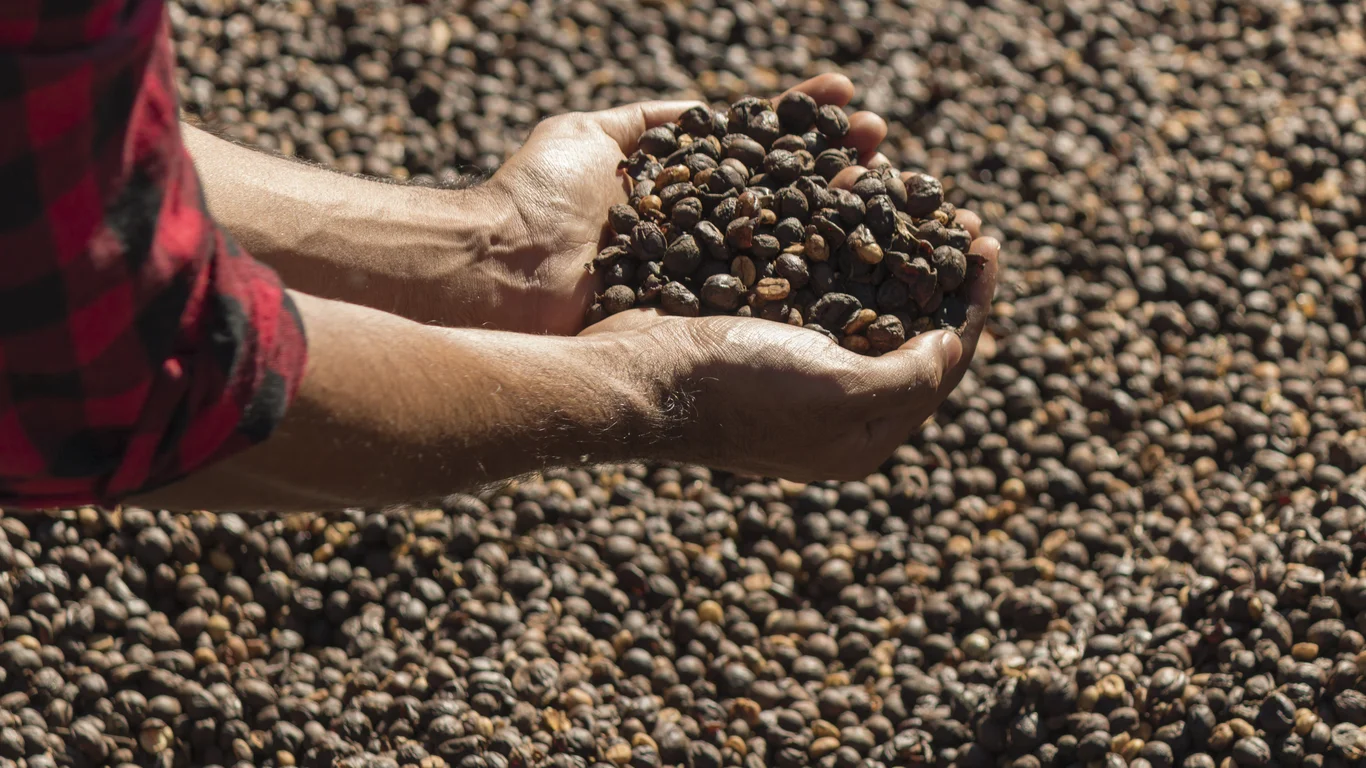 Panama specialty coffee - Farmer Holding Dried Coffee Bean