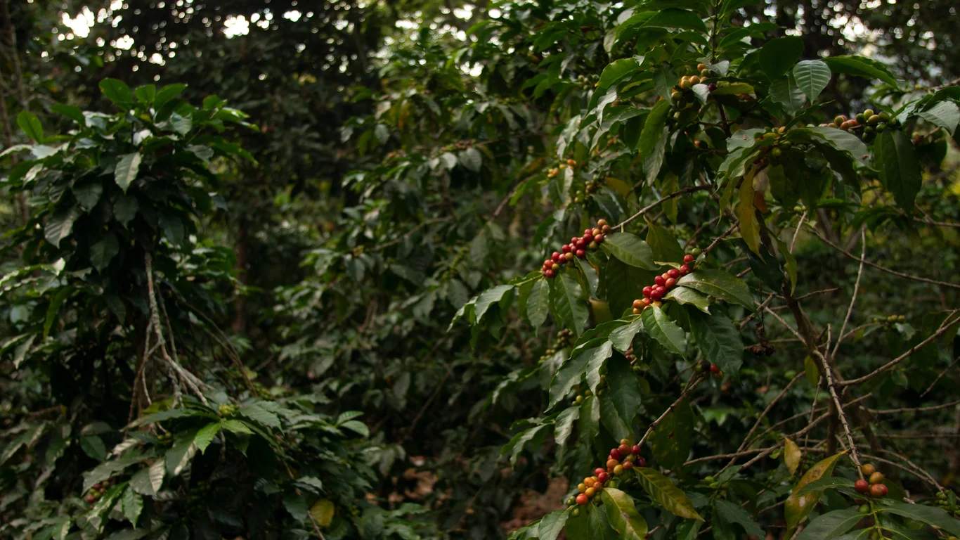 Panama specialty coffee - Field With Coffee Beans Tree Branches Sunlight With Blurry Wall Guatemala