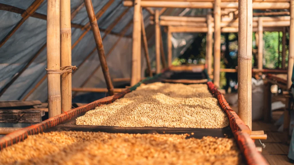 Panama specialty coffee - Fresh Coffee Beans Drying Inside Bamboo Structure