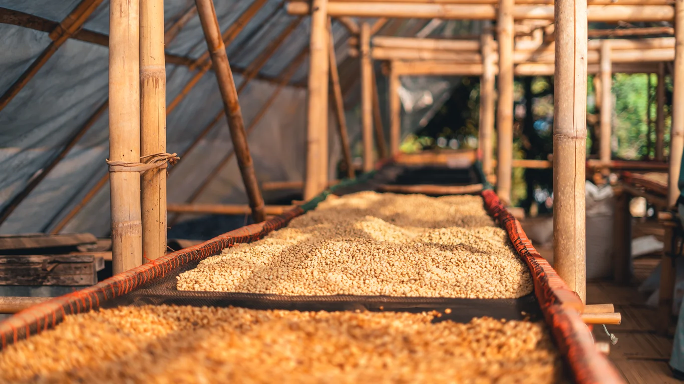 Panama specialty coffee - Fresh Coffee Beans Drying Inside Bamboo Structure