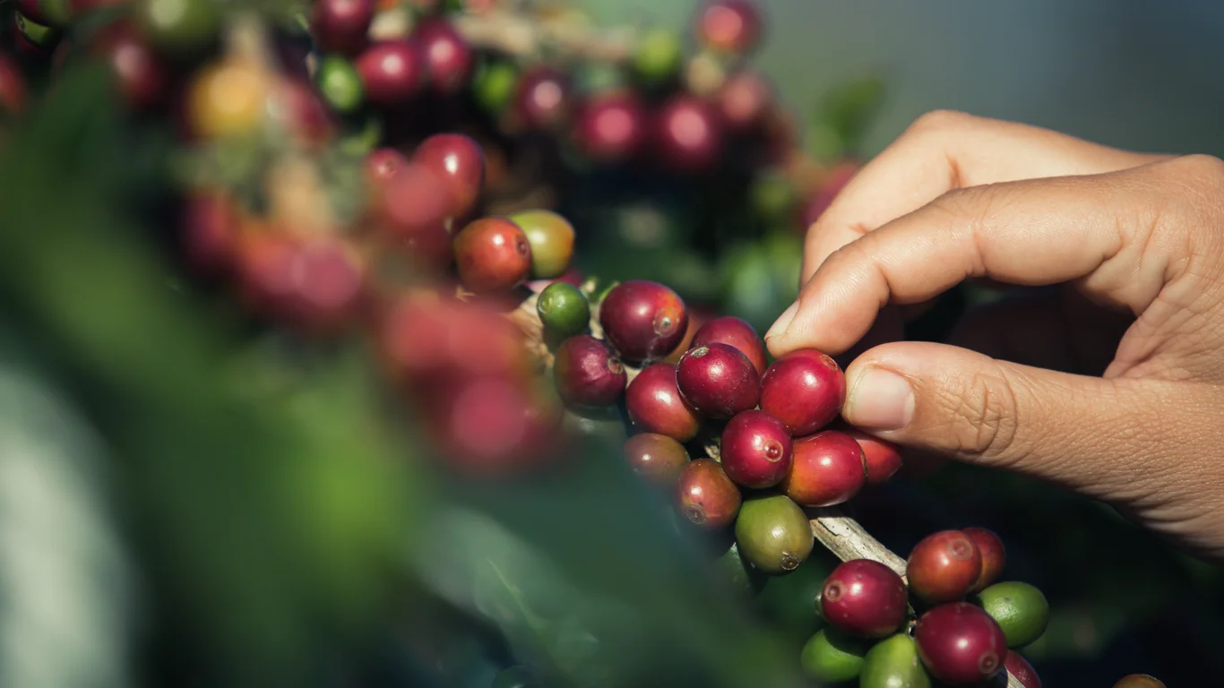 Panama specialty coffee - Hands That Are Picking Coffee Beans From Coffee Tree