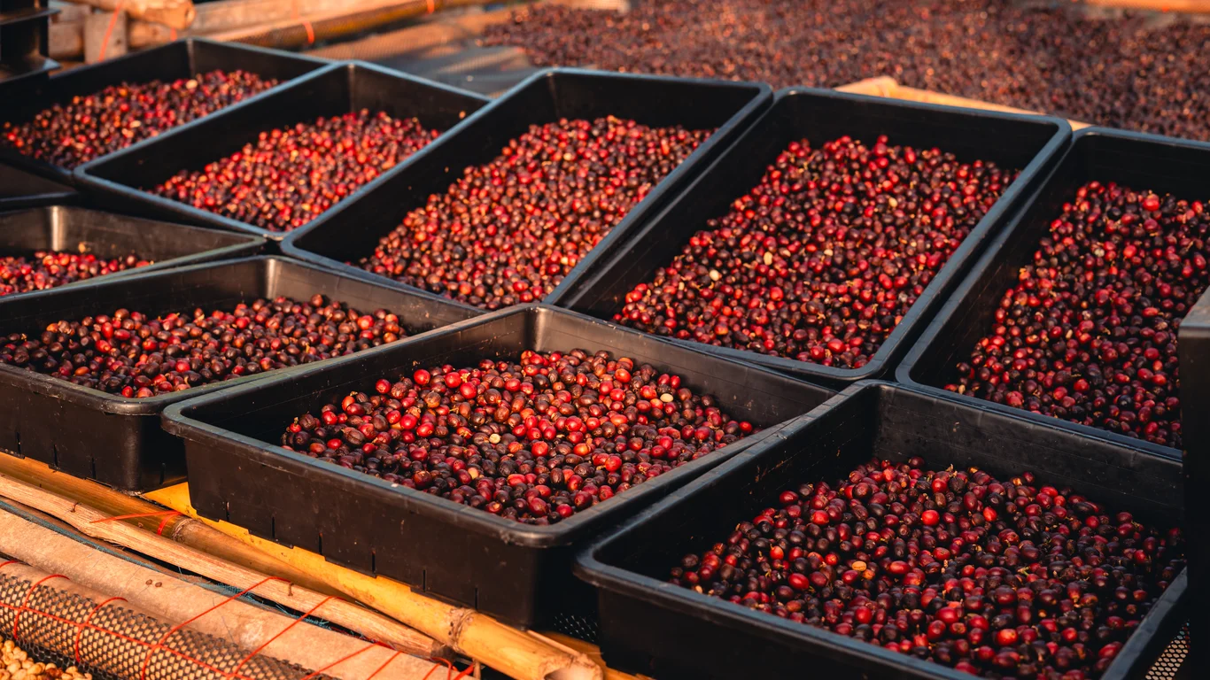 Finca Piedra Negra