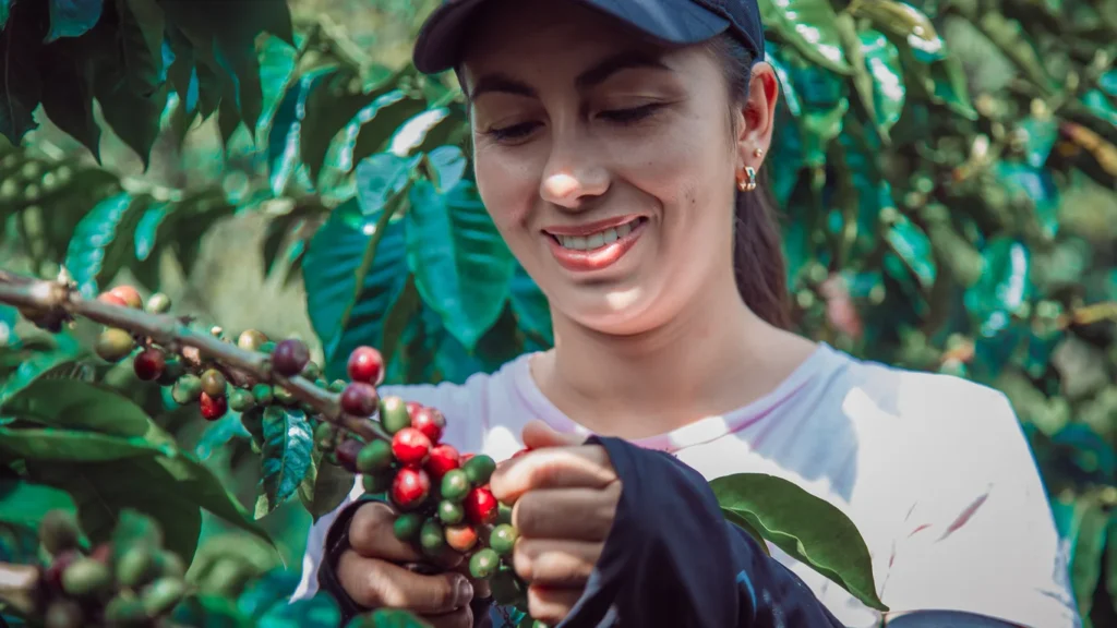 Panama specialty coffee - Hispanic Female Farmer Harvesting Coffee Farm