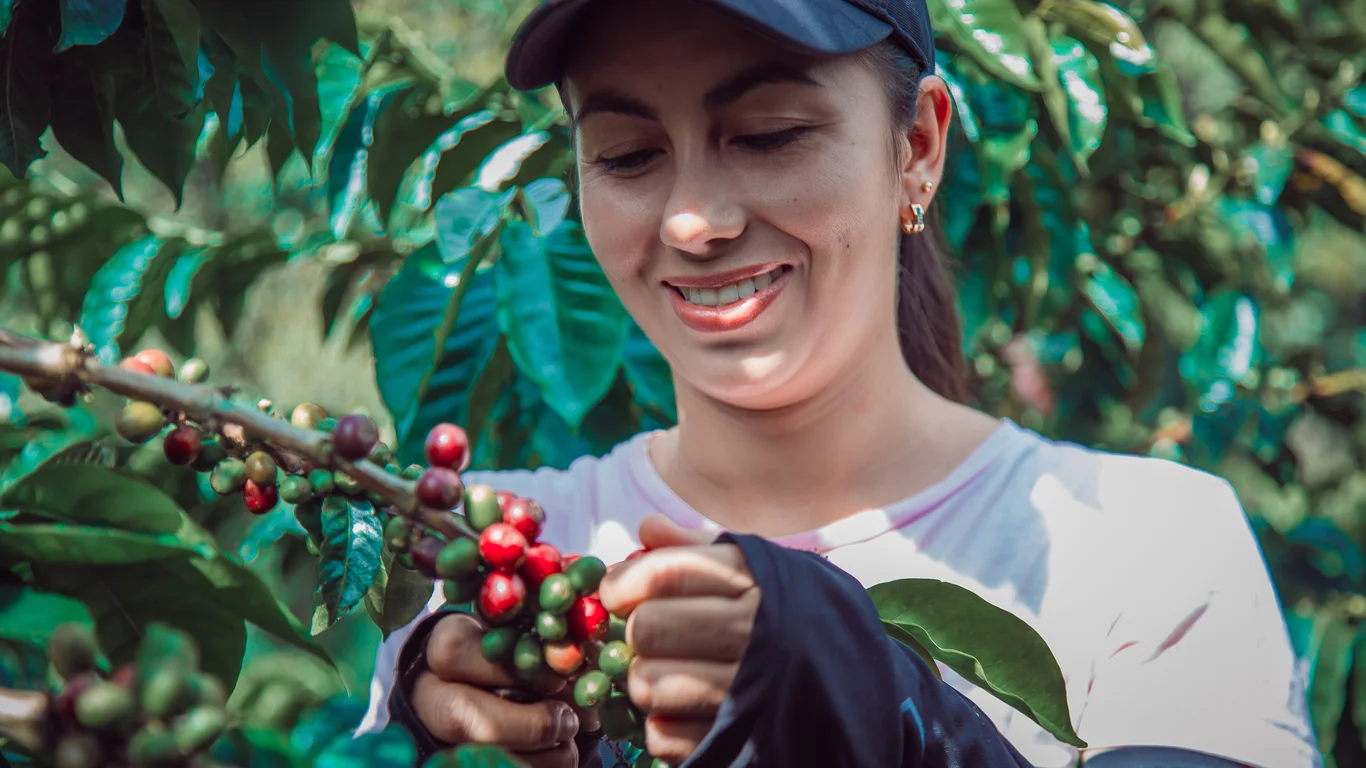 Coffee drying in Panama