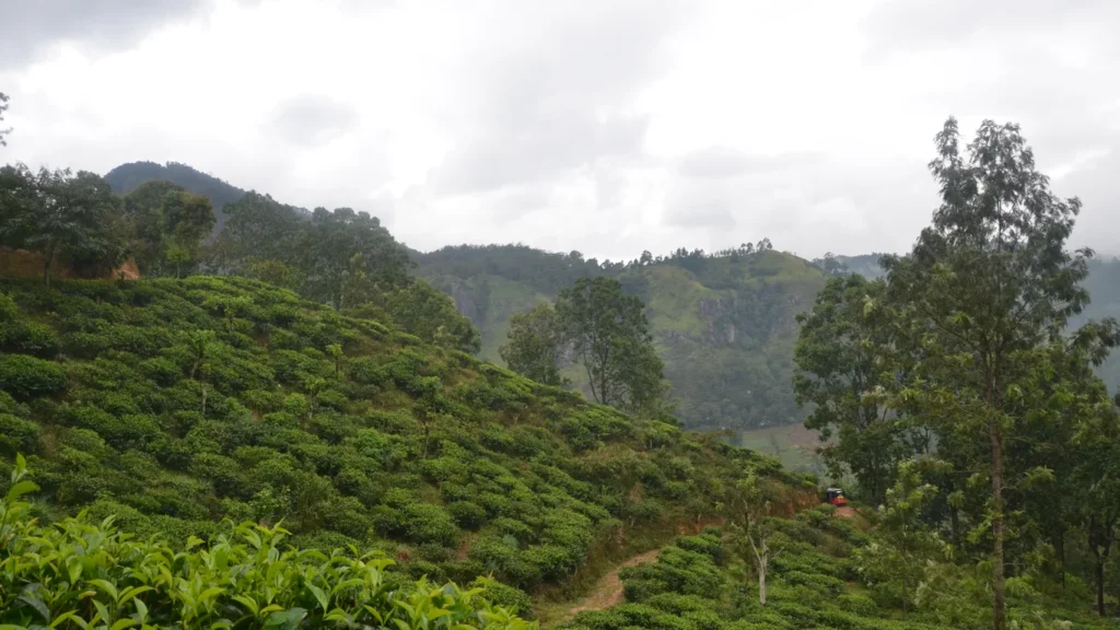 Panama specialty coffee - Landscape Hills Covered Greenery Fog Cloudy Sky