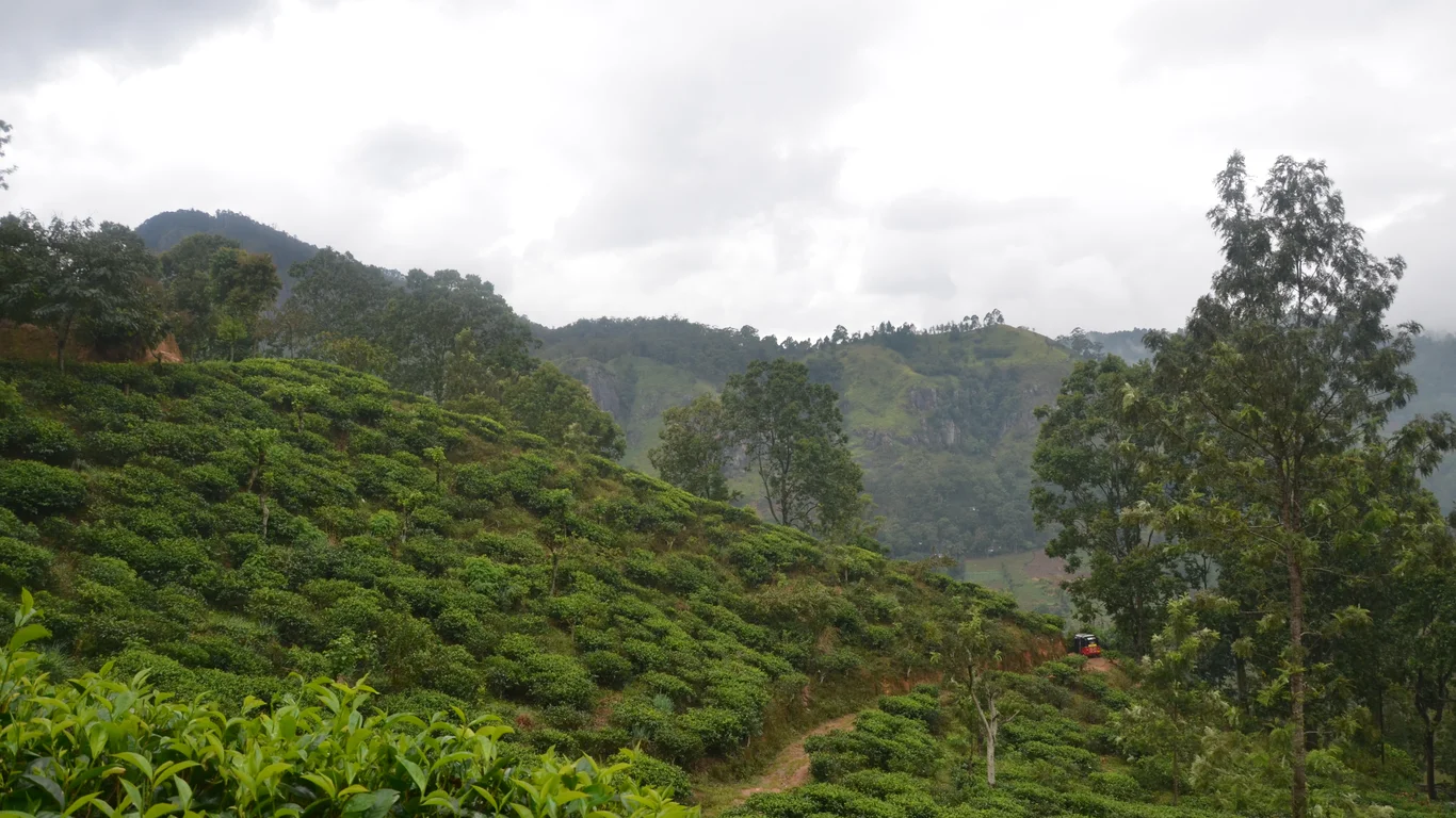 Panama specialty coffee - Landscape Hills Covered Greenery Fog Cloudy Sky