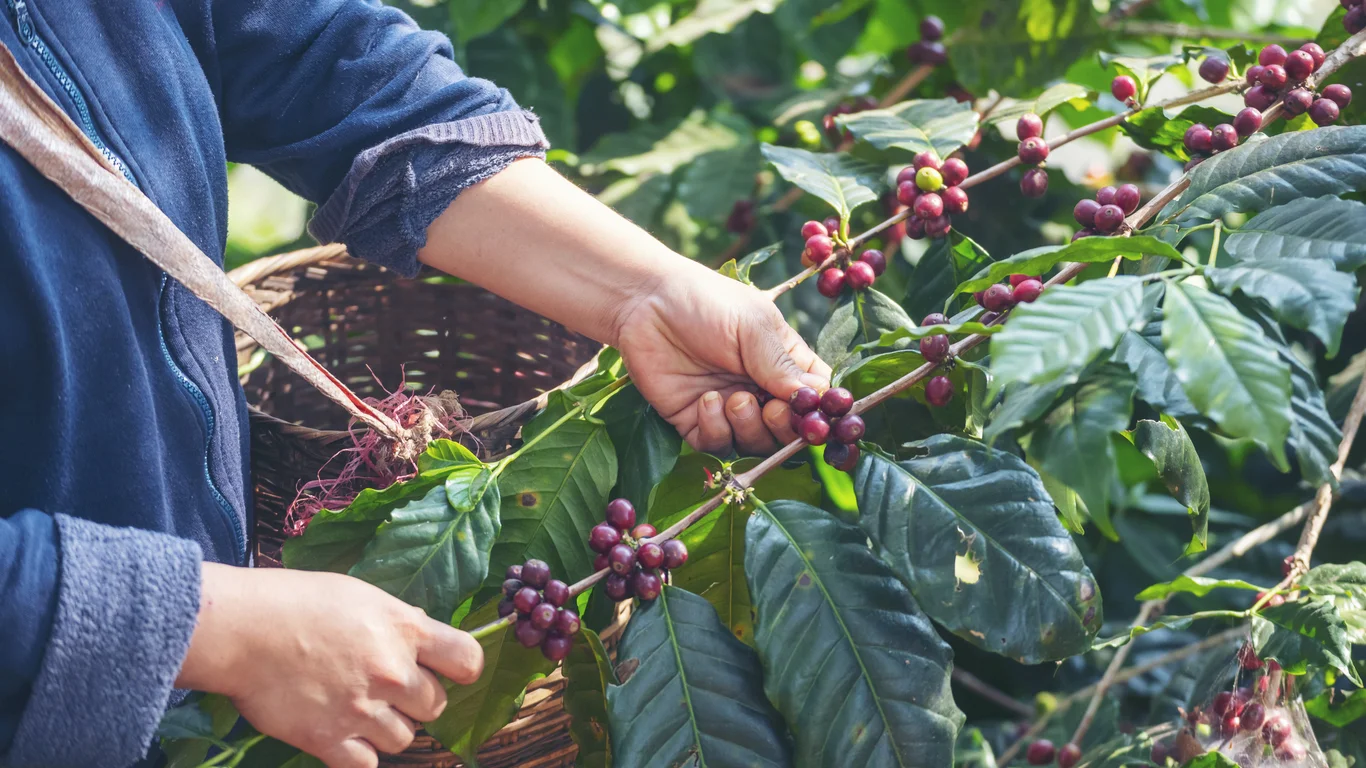 Panama specialty coffee - Man Hands Harvest Coffee Bean Ripe Red Berries Pla