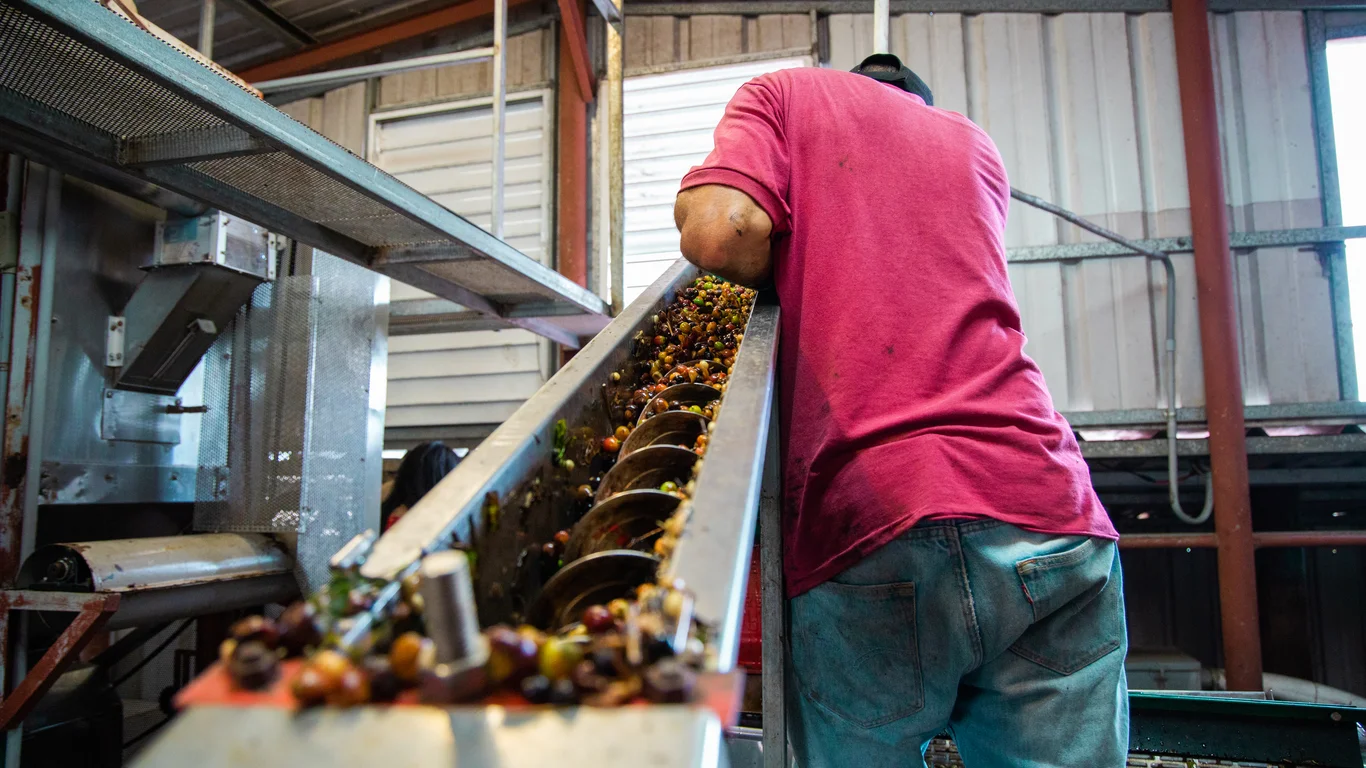 Panama specialty coffee - Man Processing Coffee Beans