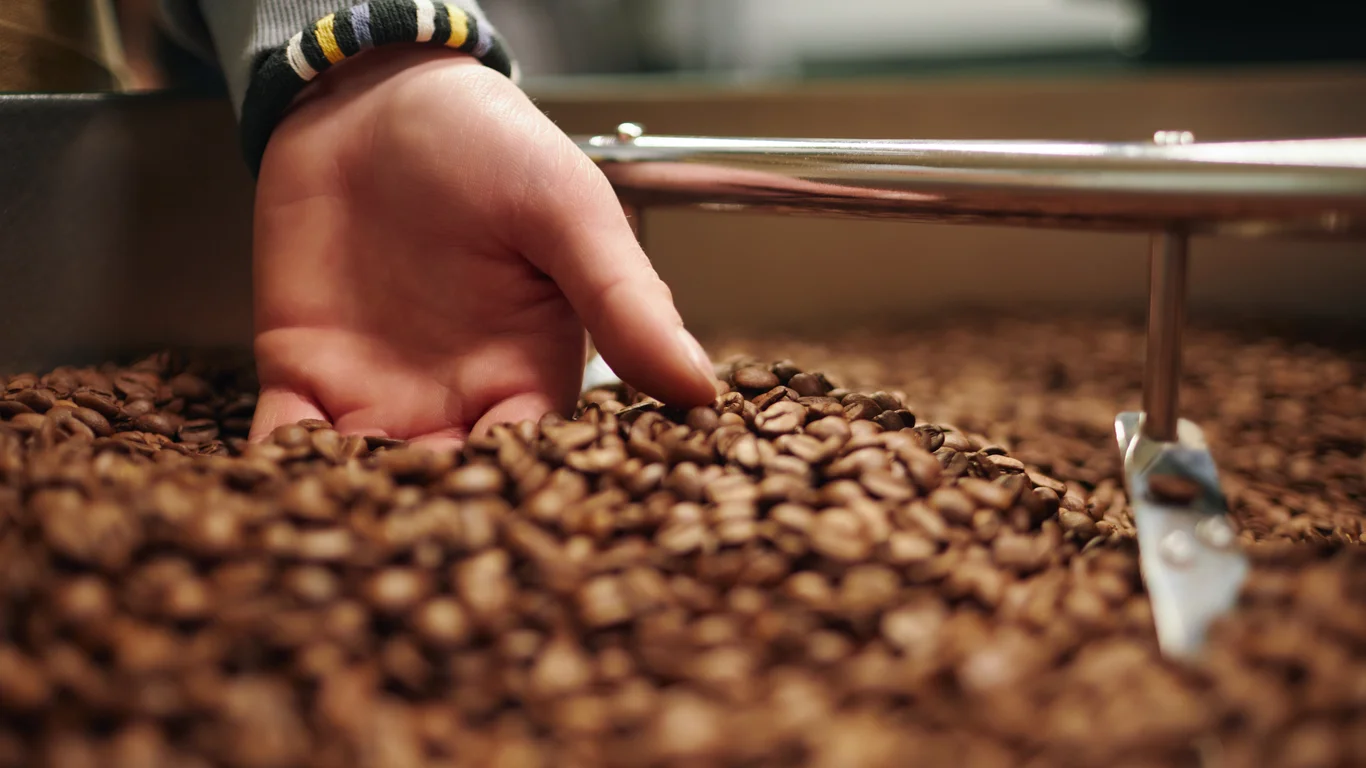 Panama specialty coffee - Medium Close Up Unrecognizable Male Hand Grabbing Fresh Roasted Coffee Beans