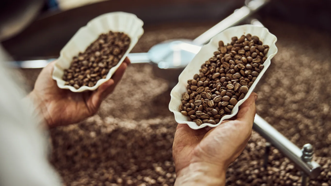Panama specialty coffee - Roasted Coffee Beans Being Prepared By An Adult