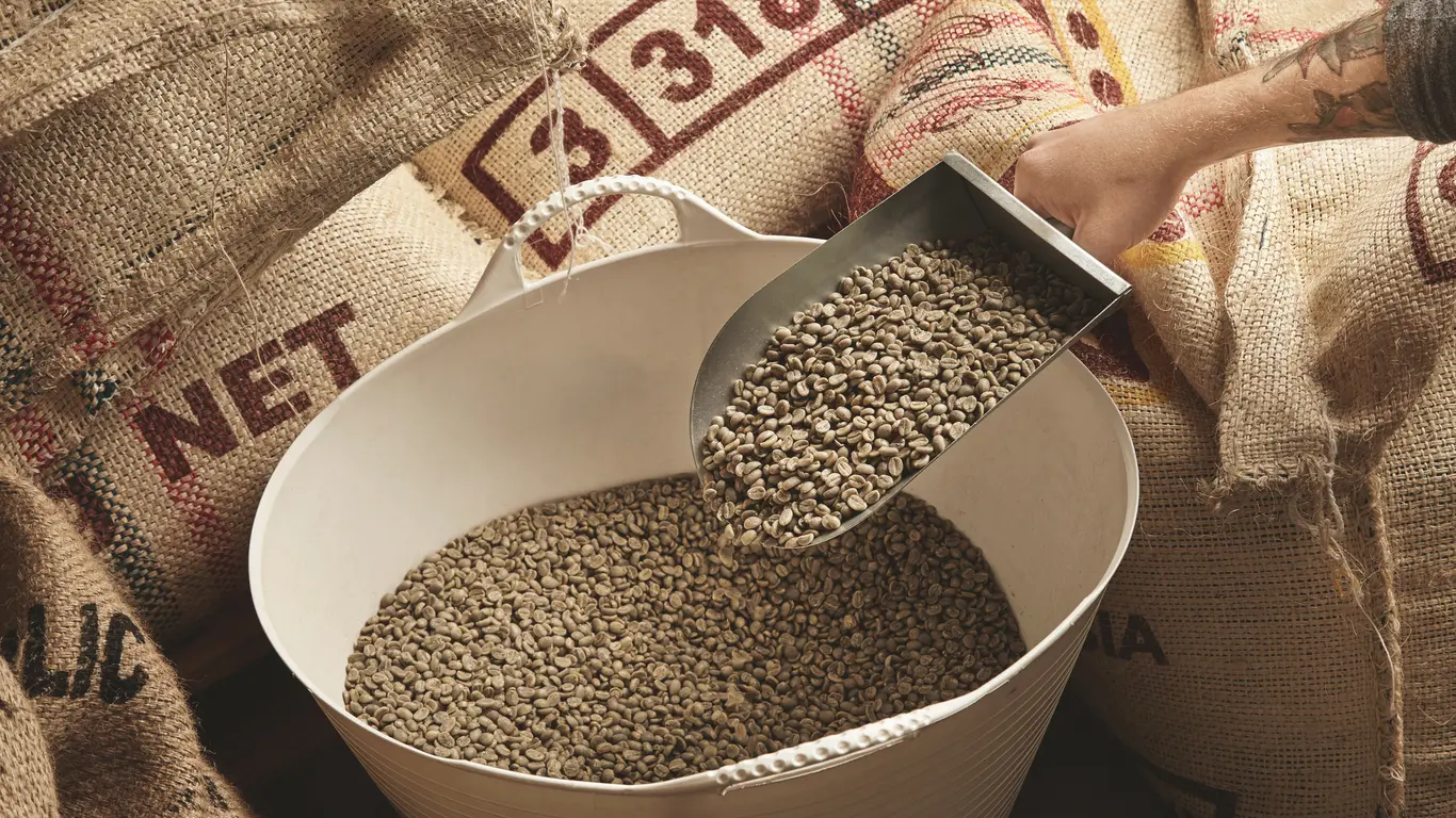 Panama specialty coffee - Tattooed Roaster Hand Holds Metal Scoop With Raw Fresh Green Coffee Beans Plastic Basket